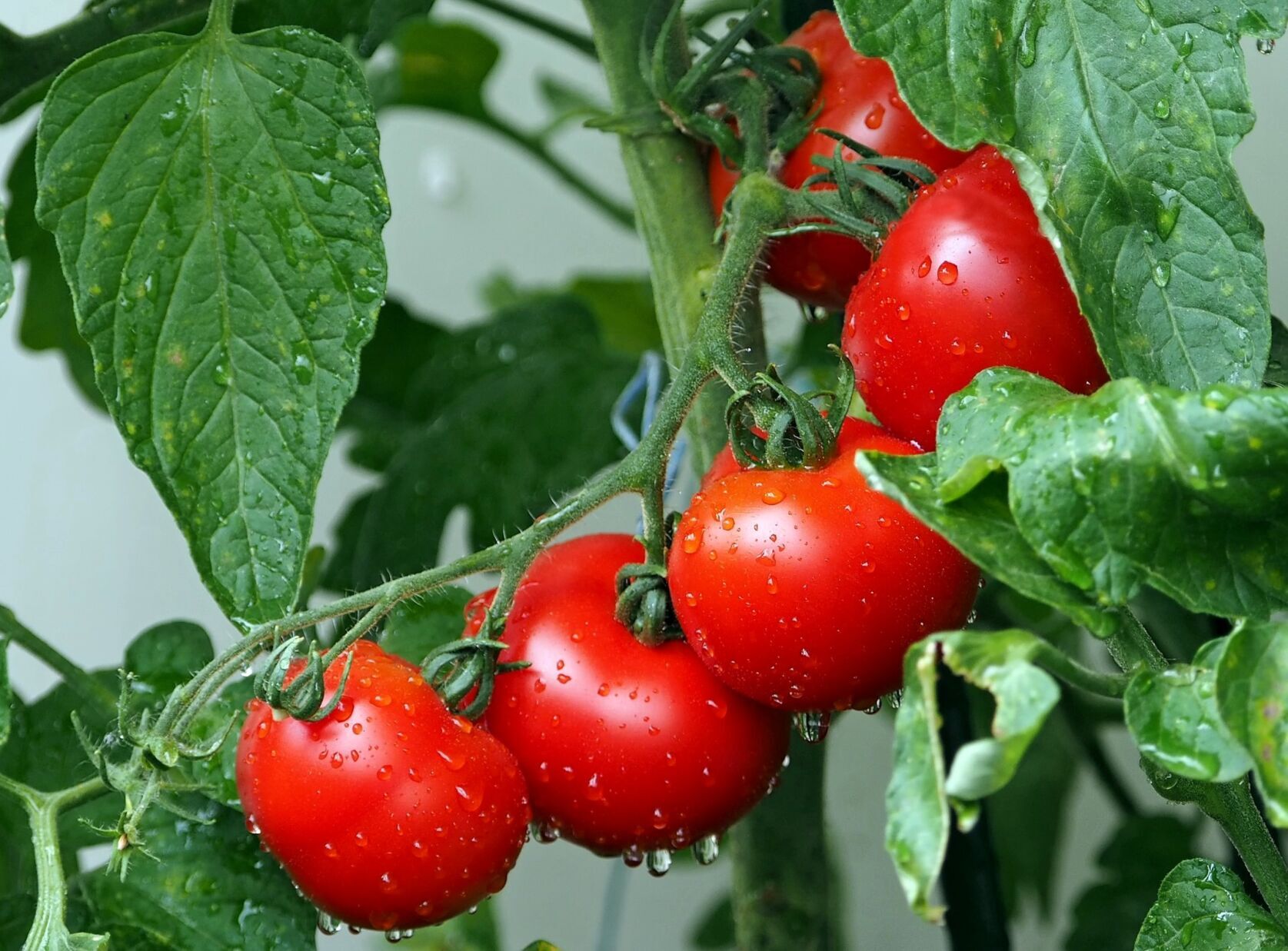 tomatoes uvm extension